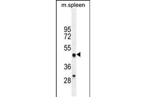 Western blot analysis in mouse spleen tissue lysates (35ug/lane). (OIT3 抗体)