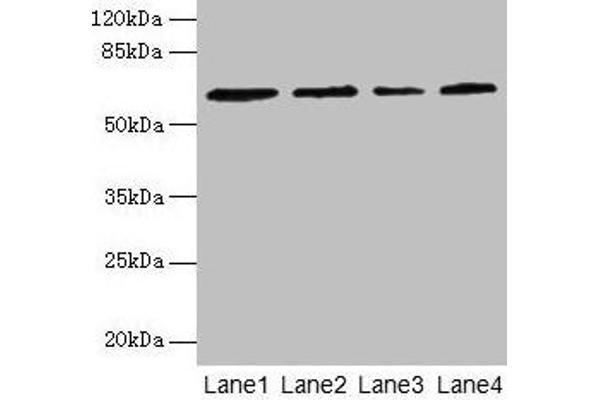 CSGALNACT2 antibody  (AA 33-270)