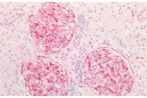 (ABIN2613493) (5 μg/mL) staining of paraffin embedded Human Kidney. (Vimentin 抗体  (C-Term))