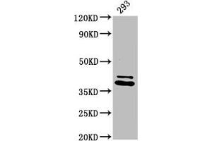 Western Blot Positive WB detected in: 293 whole cell lysate All lanes: PSMD7 antibody at 3. (PSMD7 抗体  (Regulatory Subunit 7))