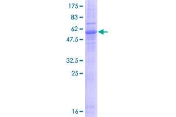 Emerin Protein (EMD) (AA 1-254) (GST tag)