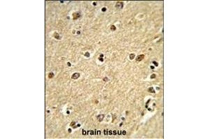 Formalin-fixed and paraffin-embedded human brain tissue reacted with PLCB2 Antibody (N-term), which was peroxidase-conjugated to the secondary antibody, followed by DAB staining. (Phospholipase C beta 2 抗体  (N-Term))