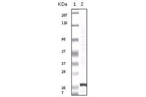 Western blot analysis using FGF2 mouse mAb against truncated FGF2 recombinant protein. (FGF2 抗体)