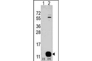Western blot analysis of PHPT1 (arrow) using rabbit PHPT1 polyclonal antibody . (PHPT1 抗体  (N-Term))