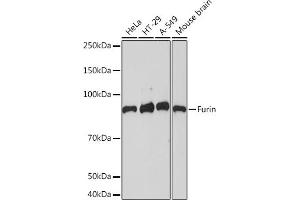 Western blot analysis of extracts of various cell lines, using Furin Rabbit mAb (ABIN7267277) at 1:1000 dilution. (FURIN 抗体)