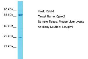Host: Rabbit Target Name: Qsox2 Sample Type: Mouse Liver lysates Antibody Dilution: 1. (QSOX2 抗体  (C-Term))