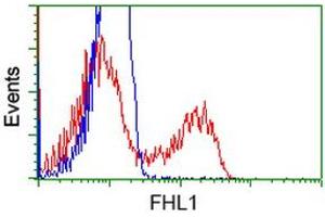 HEK293T cells transfected with either RC203478 overexpress plasmid (Red) or empty vector control plasmid (Blue) were immunostained by anti-FHL1 antibody (ABIN2453040), and then analyzed by flow cytometry. (FHL1 抗体)