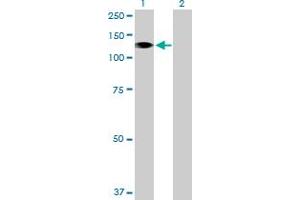 Western Blot analysis of STK31 expression in transfected 293T cell line by STK31 MaxPab polyclonal antibody. (STK31 抗体  (AA 1-1019))