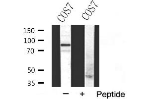 Western blot analysis of Integrin β5 expression in COS7 cells (Integrin beta 5 抗体)