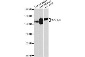 Western blot analysis of extracts of various cell lines, using SARDH Antibody (ABIN5996466) at 1:3000 dilution. (SARDH 抗体)