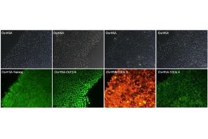 OsrHSA keeps iPS cells in an undifferentiated state: The immunofluorescent staining showed OsrHSA was effective in keeping undifferentiation and keeping viability of iPS cells. (HSA 蛋白)