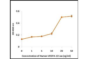 Activity Assay (AcA) image for Vascular Endothelial Growth Factor (VEGF) (Active) protein (ABIN5509529) (VEGF 蛋白)