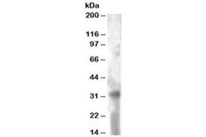 Western blot testing of HeLa lysate with TSPAN32 antibody at 2ug/ml. (TSPAN32 抗体)