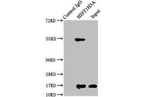 Immunoprecipitating HIST1H3A in HepG2 whole cell lysate Lane 1: Rabbit control IgG instead of ABIN7139175 in HepG2 whole cell lysate.