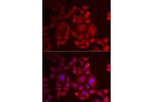 Immunofluorescence analysis of U2OS cells using XCL1 antibody (ABIN5973809). (XCL1 抗体)
