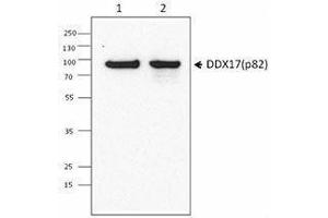 Western Blotting (WB) image for anti-DEAD (Asp-Glu-Ala-Asp) Box Polypeptide 17 (DDX17) antibody (ABIN2664924) (DDX17 抗体)