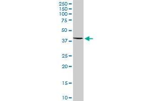 COQ3 MaxPab polyclonal antibody. (COQ3 抗体  (AA 1-369))