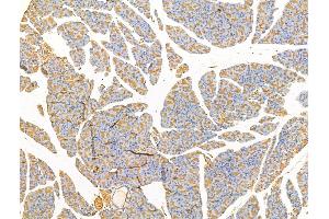 ABIN7094679 and ABIN7098730 at 1/100 staining Rat pancreatic tissue by IHC-P. (CLPB 抗体  (Internal Region))