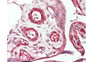 Anti-VEGFC antibody IHC staining of human placenta.