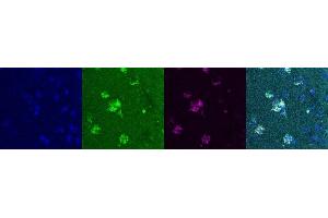 Immunohistochemistry (IHC) image for anti-Somatostatin (SST) antibody (ABIN7455969) (Somatostatin 抗体)