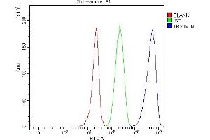 Flow Cytometry analysis of 293T cells using anti-TRMT61B antibody (ABIN7602334). (TRMT61B 抗体  (AA 7-477))