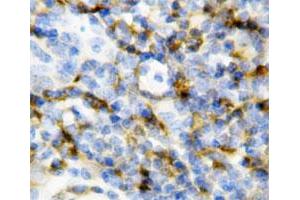 Immunohistochemical staining of paraffin embedded mouse spleen tissue section with Il7 polyclonal antibody . (IL-7 抗体  (N-Term))