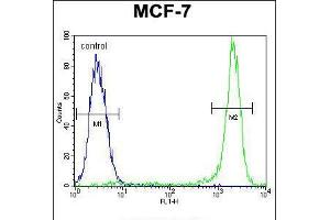 Flow cytometric analysis of MCF-7 cells (right histogram) compared to a negative control cell (left histogram). (KSR2 抗体  (C-Term))