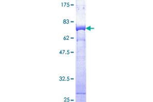 PSMD13 Protein (AA 1-376) (GST tag)