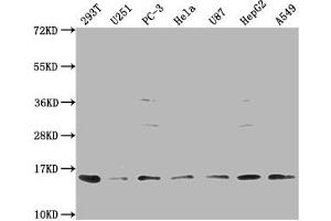 Western Blot Positive WB detected in: 293T whole cell lysate, U251 whole cell lysate, PC-3 whole cell lysate, Hela whole cell lysate, U87 whole cell lysate, HepG2 whole cell lysate, A549 whole cell lysate All lanes: FABP4 antibody at 1:1000 Secondary Goat polyclonal to rabbit IgG at 1/50000 dilution Predicted band size: 15 kDa Observed band size: 15 kDa (FABP4 抗体  (AA 6-132))