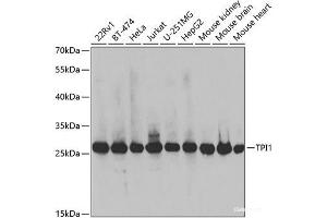 Western blot analysis of extracts of various cell lines using TPI1 Polyclonal Antibody at dilution of 1:1000. (TPI1 抗体)
