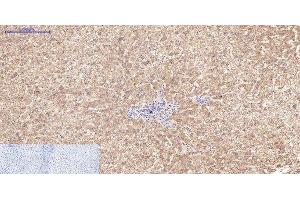 anti-Active CASP3 antibody