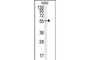 Western blot analysis in K562 cell line lysates (35ug/lane). (PAOX 抗体  (AA 467-496))