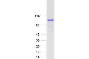 Western Blotting (WB) image for Rabphilin 3A (RPH3A) (Transcript Variant 2) protein (Myc-DYKDDDDK Tag) (ABIN2730390)