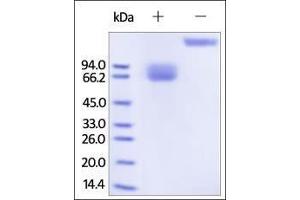 SDS-PAGE (SDS) image for Growth Hormone Receptor (GHR) (AA 27-264) (Active) protein (Fc Tag) (ABIN2181157)