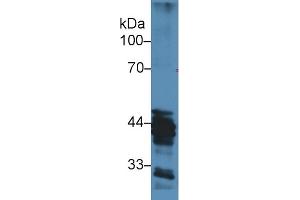 Western Blot; Sample: Human MCF7 cell lysate; Primary Ab: 3µg/ml Rabbit Anti-Mouse HAT1 Antibody Second Ab: 0. (HAT1 抗体  (AA 100-338))