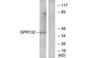 Western Blotting (WB) image for anti-G Protein-Coupled Receptor 132 (GPR132) (AA 311-360) antibody (ABIN2890843) (G Protein-Coupled Receptor 132 抗体  (AA 311-360))