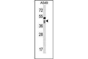 Western blot analysis of OBFC1 Antibody (C-term) in A549 cell line lysates (35ug/lane). (OBFC1 抗体  (C-Term))