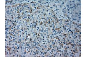 Immunohistochemistry (IHC) image for anti-Goosecoid Homeobox (GSC) (AA 107-257) antibody (ABIN1490824) (GSC 抗体  (AA 107-257))