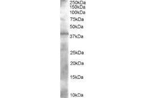 Image no. 1 for anti-Alcohol Dehydrogenase 1A (Class I), alpha Polypeptide (ADH1A) (N-Term) antibody (ABIN374506) (ADH1A 抗体  (N-Term))