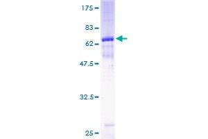 MAGEA8 Protein (AA 1-318) (GST tag)