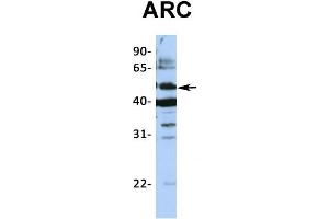 Western Blotting (WB) image for anti-Activity-Regulated Cytoskeleton-Associated Protein (Arc) (Middle Region) antibody (ABIN2774829)