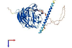 CORO2A Protein (AA 1-525) (His tag)