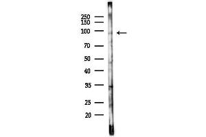 anti-C2 Calcium-Dependent Domain Containing 2 (C2CD2) antibody