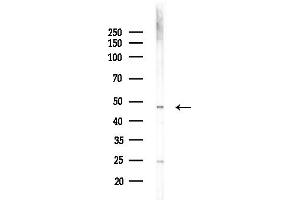 Western blot analysis of lysates from Hela cells(heat-shock,45 min treatment), using COX15 Antibody at 1/1000 dilution.