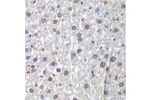 Immunohistochemistry of paraffin-embedded mouse liver using U2AF1 antibody (ABIN5970409) at dilution of 1/200 (40x lens). (U2AF1 抗体)
