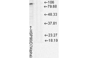 Western Blot analysis of Rat cell lysates showing detection of Hsp90 protein using Mouse Anti-Hsp90 Monoclonal Antibody, Clone D7Alpha . (HSP90 抗体  (Atto 390))