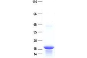 Validation with Western Blot