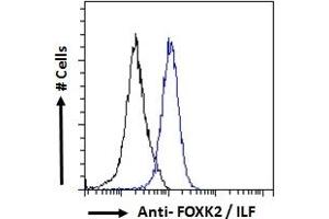 ABIN185049 Flow cytometric analysis of paraformaldehyde fixed HeLa cells (blue line), permeabilized with 0.