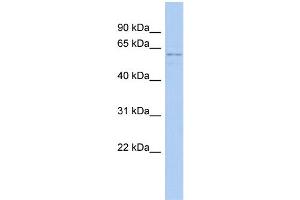 WB Suggested Anti-RCOR3 Antibody Titration:  0. (RCOR3 抗体  (N-Term))