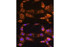 Immunofluorescence analysis of NIH/3T3 cells using R Rabbit pAb (ABIN7269787) at dilution of 1:100. (RABL3 抗体  (AA 1-236))